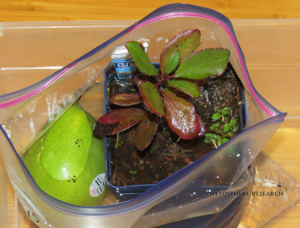 individual pot baiting with pear in bag