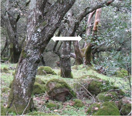 Horizontal distance between California bay and coast live oak