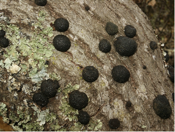 Annulohypoxylon thouarsianum fruiting bodies