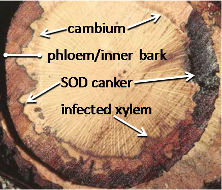 cross section of trunk canker