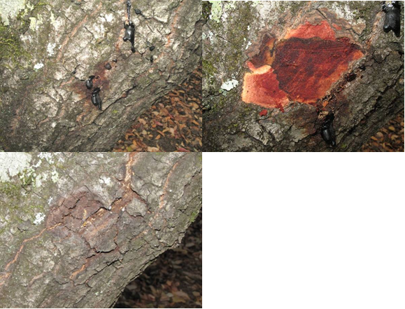 sudden oak death bleeding