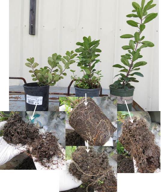 Phytophthora Species In Native Plant Nursery Stock Issues And Implications