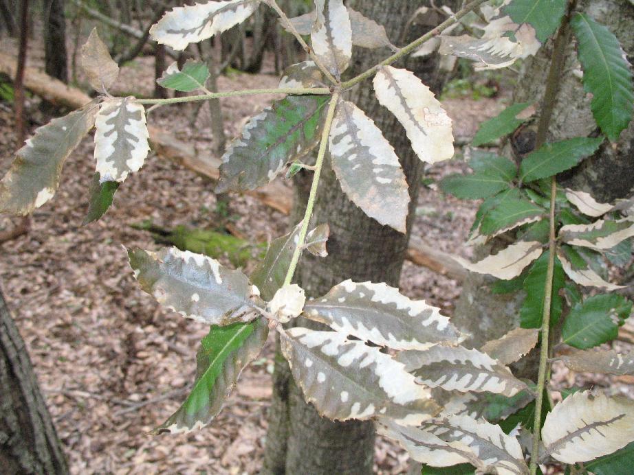 phytotoxicity on tanoak