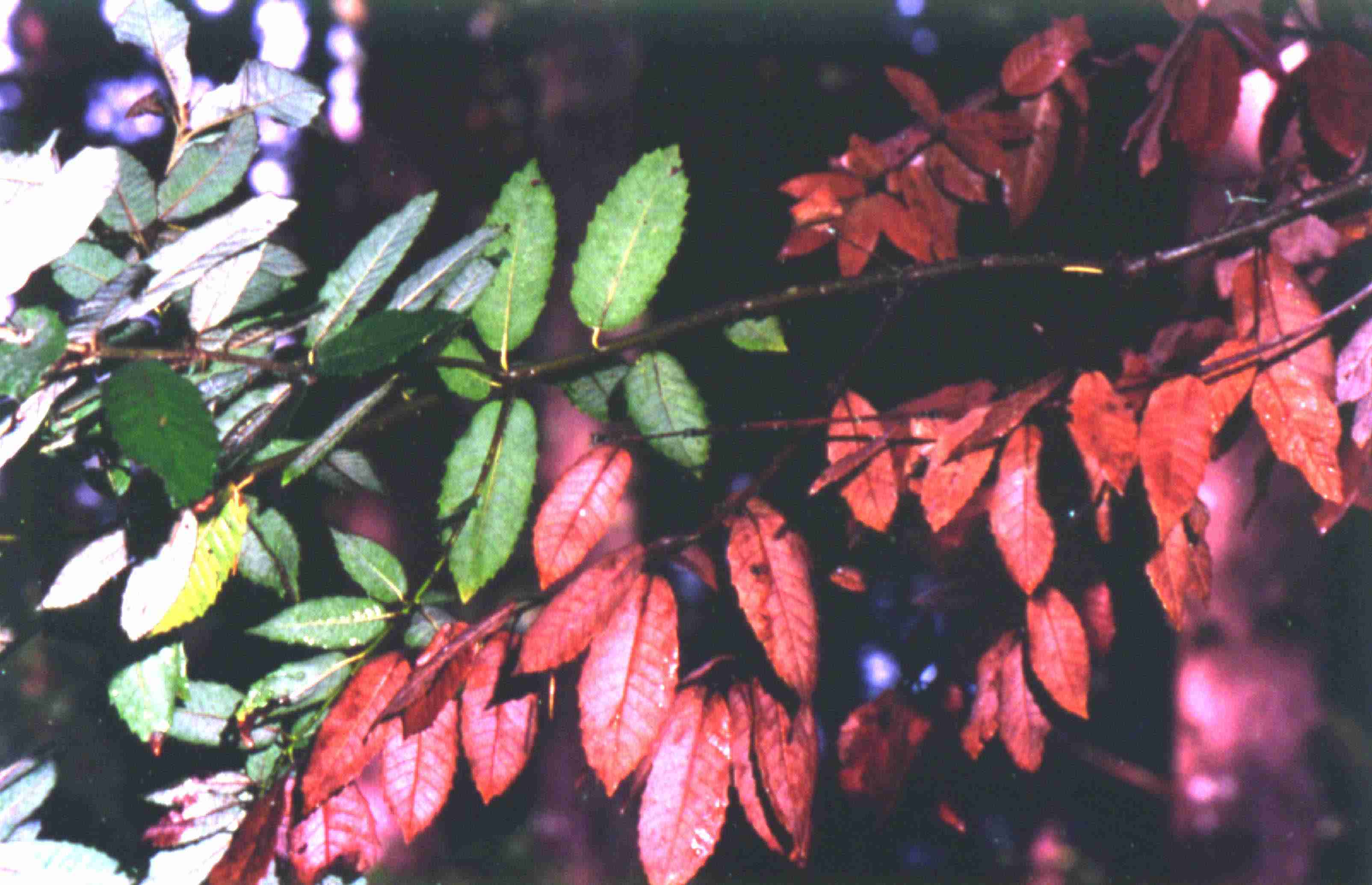 branch with dieback